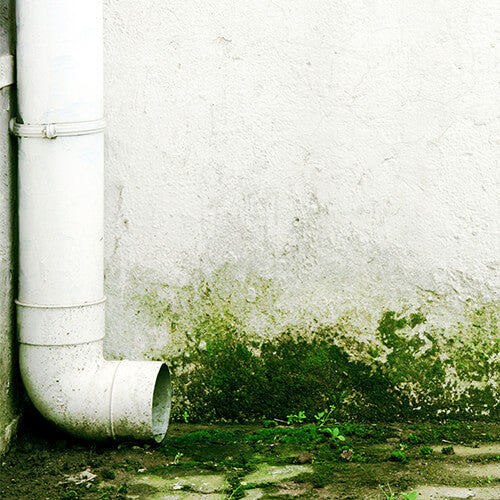 Mould and greengrowth removal and prevention